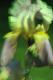 FL010